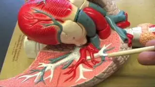 AP2: BLOOD VESSELS TO THE LUNGS