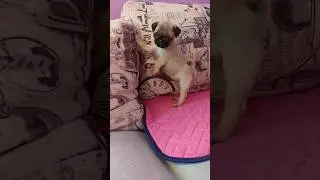 #мопсщенок Жемчужная Россыпь Хрустальный Лотос 😀