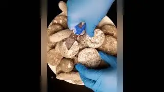 Ассорти печенья 🍪