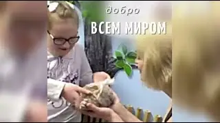 Добро всем миром Помощь приюту для животных ХелпДог64 центр Диалог Саратов
