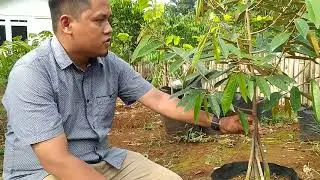 Nyata durian kaki 7 tumbuh baik !!