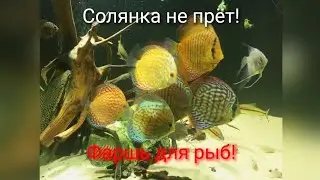 фарш для рыб(дискусы и не только)