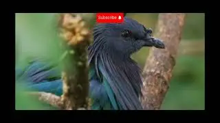 #animals