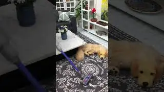Watch Me Vacuum our Tiny Home ASMR | Tiny Dyson Vacuum Cleaner ✨