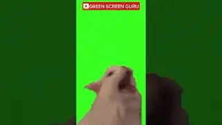Cat MEOWING Green Screen #cat #greenscreen #chromakey