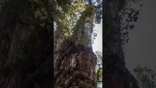 दुनिया का सबसे पुराना पेड़ | Enivon Facts | #facts #shortsfeed #shorts #youtubeshorts #trees