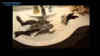 животные