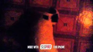 Кот с самым страшным голосом. [SLOW VIDEO.]