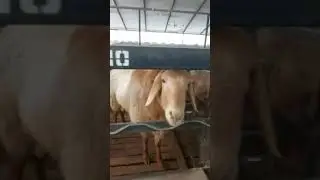 КУЙ БОКИШ УСЛУБИ