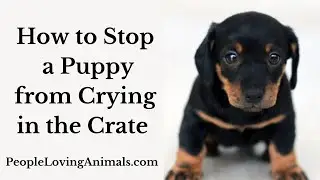 How to Stop a Puppy from Crying and Whining in the Crate |  At Night | When Left Alone | Causes
