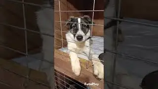 им нужен дом♥️♥️♥️ 89165764901 игорь