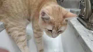 KC and the Faucet
