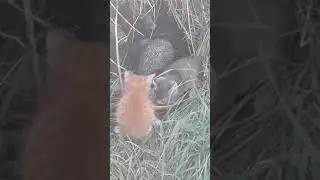 кормим лосей !!!!)))