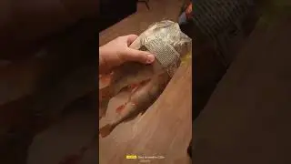 вот это окунь