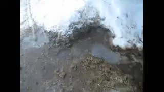 Слив мочи в коровнике.