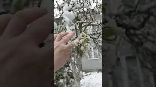 Сербию засыпало снегом в апреле, все цвело.