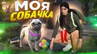 МНЕ ПОДАРИЛИ СОБАКУ в GTA 5 RP / СИСТЕМА ЖИВОТНЫХ на ARIZONA RP