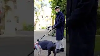 I took my pig to a hotel