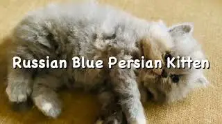 Russian Blue Persian Kitten | Russian Blue cat | kitten playing