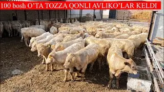 2023 yilni Eng zo’r AVLIKO’L BUQALARI keldi o’ta baquvvat buqalar EKAN