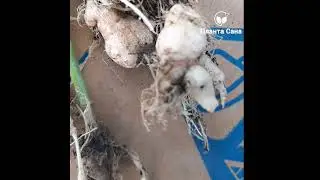 Гуша(кила) по зелевите култури