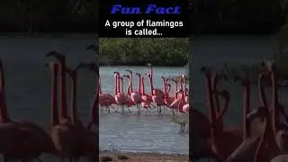 Fun Facts : Flamingo 🤣