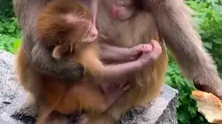 Khỉ con: Tình mẹ bao la như biển thái bình dạt dào...