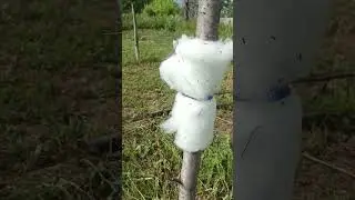 защита от муравьёв и тли. как это работает?