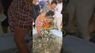 Креветки На ХАЛЯВУ!😎 