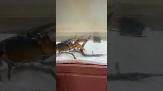 Needlefish🪡🐟 VS 🦞 Lobster!