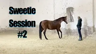 Sweetie Session #2 - Das gruselige Fenster und Stangentraining mal ganz anders |Pferdesprache lernen