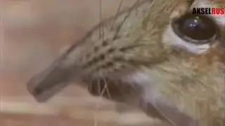 ЖИВОТНОЕ ЧВАКАЕТ ЦЕЛЫЙ ЧАС ПОДРЯД !!!! ШОК УЖАС КОШМАР!!!!! ТРАГЕДИЯ ХАОС ОЙ КЛИКБЕЙТ НАЗВАНИЕ ОЙОЙ