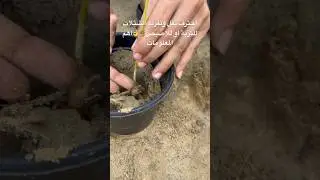 تفريد الشتلات والنقل وإعادة التأصيص ومابعده🪴خطوات أساسية مهمة يجب على محبي الزراعة معرفتها🌿👌