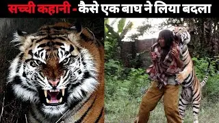 BRUTAL Revenge of the Siberian tiger 🐯 | true story | tiger attack |