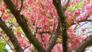 Flowering Tree - Native American Flute
