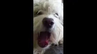 Sleepy Puppy Yawning