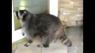 Танцующий енот