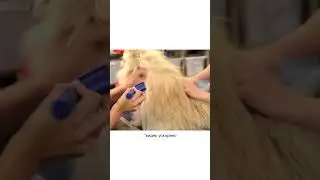 Шпицы - те собаки, которые обычно приходят на груминг супер-заросшие и порой в колтунах…😅