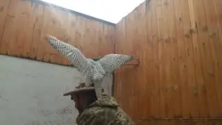 Сокол-Добровольный донор спермы