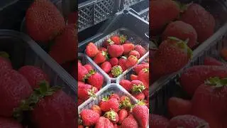 НОВОСИБИРСК / ЯГОДА ПО ОПТОВЫМ ЦЕНАМ #новосибирскинетолько