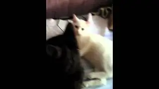 Котики