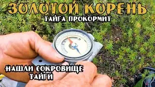 Экспедиция на поиски Корня Жизни в горах Сибири. Золотой Корень. 