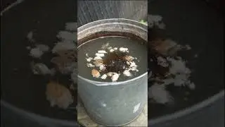 Хлебная настойка  + йод и поливаем огурцы