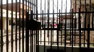 Los diablos de cali /parte #2