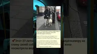 37-летний мужчина прикрепил видеокамеру к спине своей собаки-поводыря, и жена ошеломилась, посмотрев