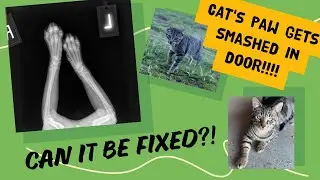 Healing Paws: Our Barn Cat's Journey After an Accident 🐱❤️