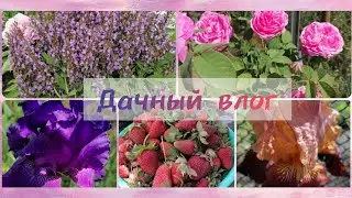 #Дачный
