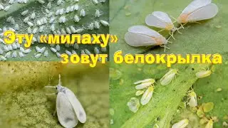 Белокрылка способна уничтожить все ваши труды (((