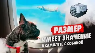 РАЗМЕР ИМЕЕТ ЗНАЧЕНИЕ. В самолете с собакой