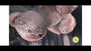 LG Dryer Allergy Care